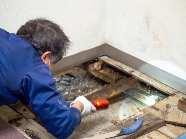 Best Commercial Mold Remediation in Jasper, TN